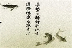 梦见乌鸦咬我衣服
